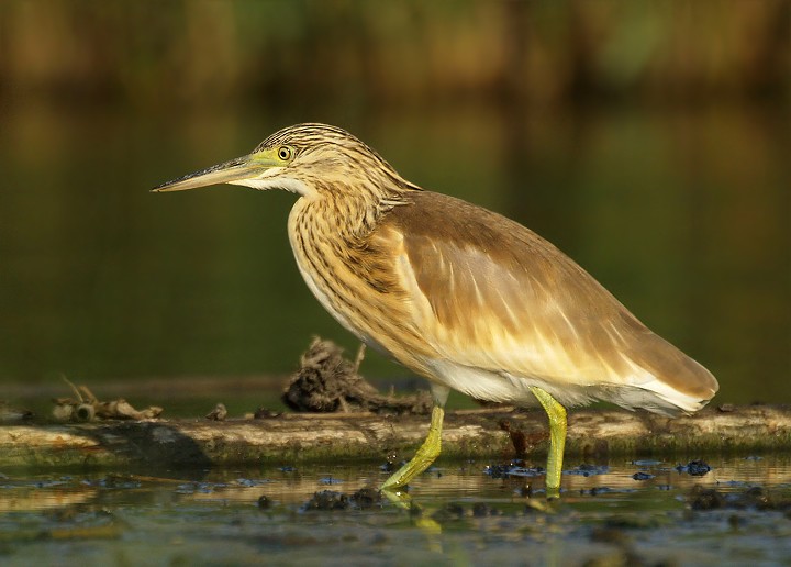 Sgarza ciuffetto
